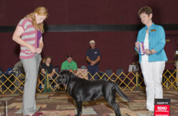 Reserve Winners Bitch at Reno KC